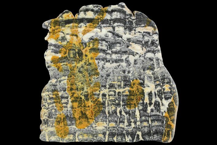 Proterozoic Age Columnar Stromatolite (Asperia) Slab - Australia #163134